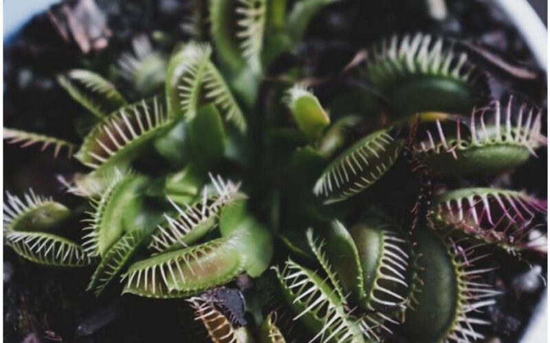 mėsėdžiai augalai medžioja gyvūnus