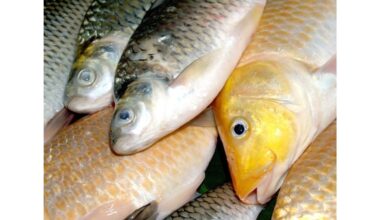 karpiai eina iš proto dėl masalo