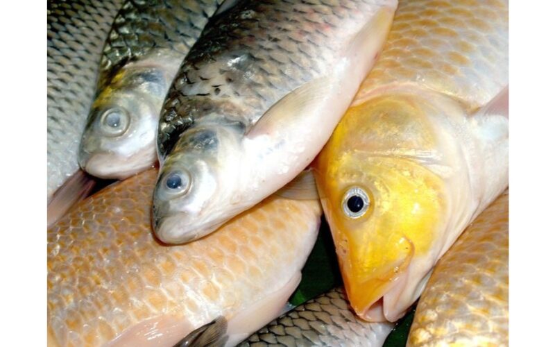 karpiai eina iš proto dėl masalo