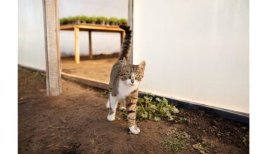 katė kasa vengia augalų