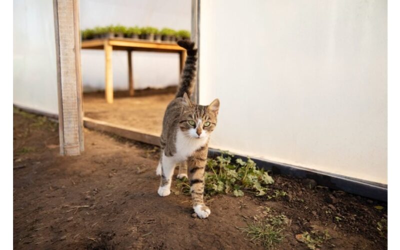 katė kasa vengia augalų