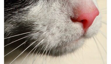 katės nosis šlapia ar sausa