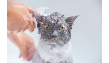 katės baimė vandens