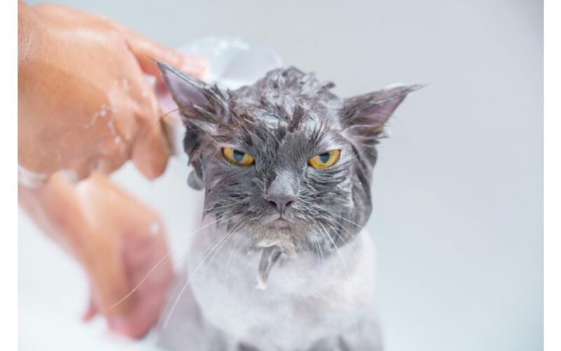 katės baimė vandens