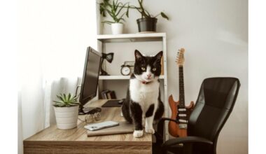 katės numeta daiktus nuo stalų