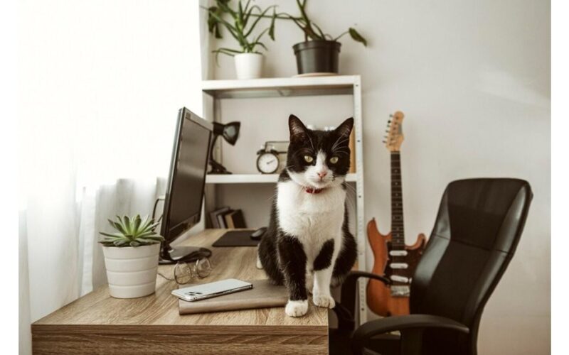 katės numeta daiktus nuo stalų