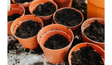 patikrink sėklas su plūduriavimu