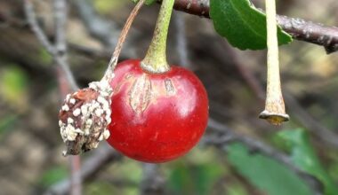vyšnios pūva ant medžio
