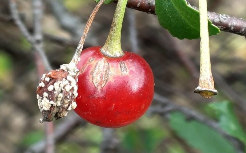 vyšnios pūva ant medžio