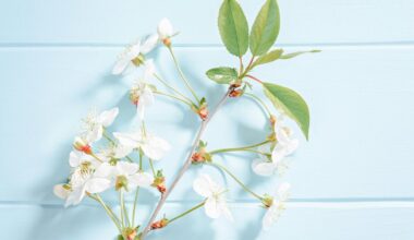 kaštonų žiedai venoms