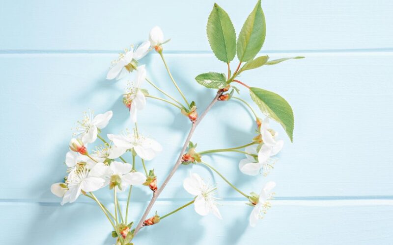 kaštonų žiedai venoms