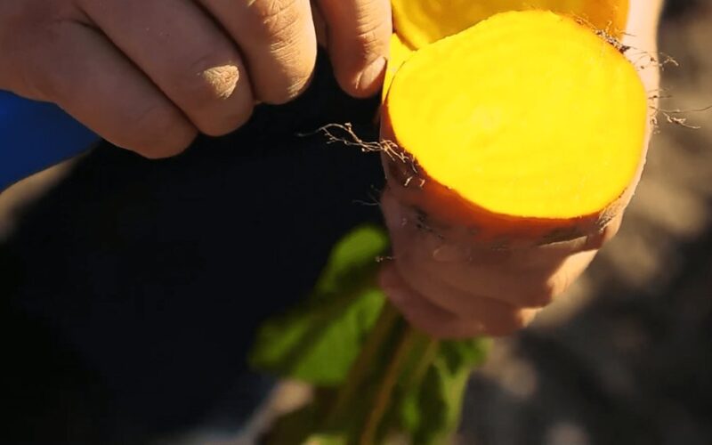 vaikų mylimasis geltonasis burokėlis