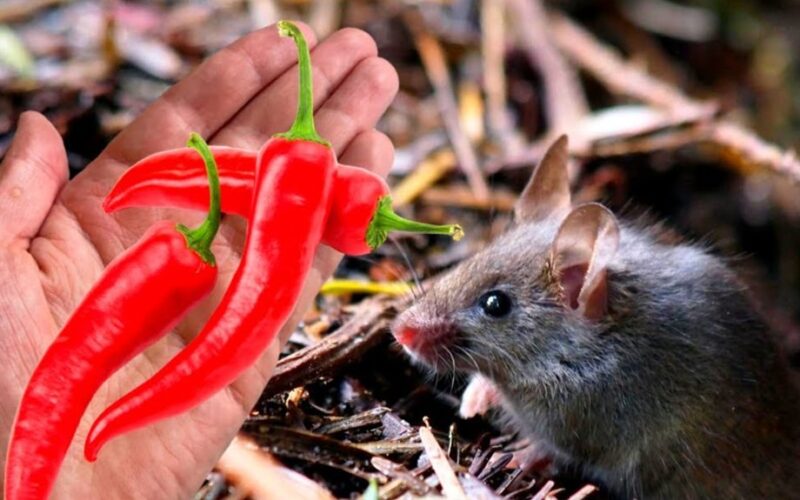 vaikai pavagia pipirus švenčia derlių