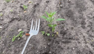 renkant kaimynus senas šakas