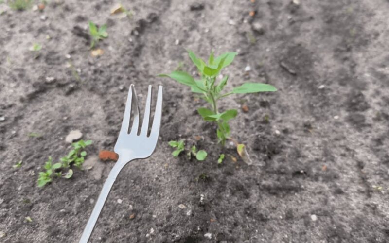 renkant kaimynus senas šakas