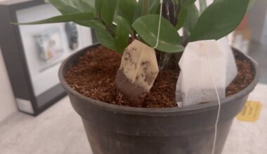 renkant arbatos pakelius uždangalais dengia augalus