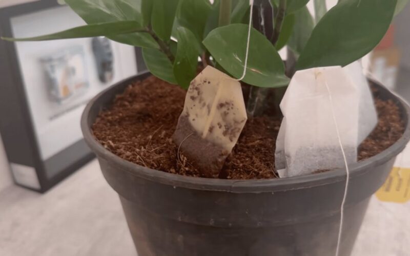 renkant arbatos pakelius uždangalais dengia augalus