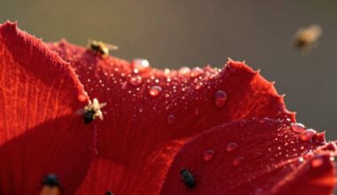 Spalvomis pagrįsta kenkėjų kontrolė atrasta