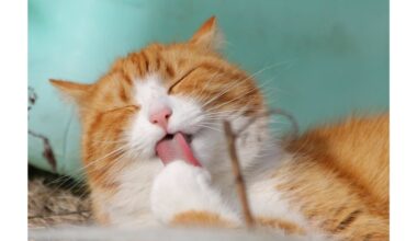 kompostas naudoja sutrintus katės plaukus