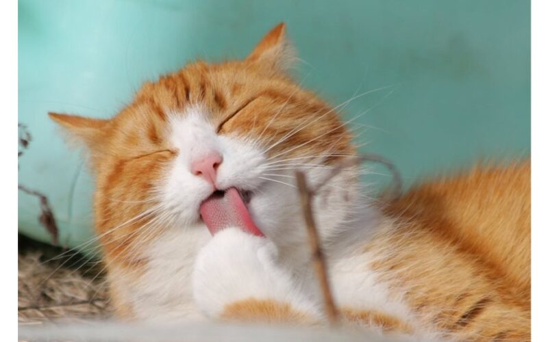 kompostas naudoja sutrintus katės plaukus