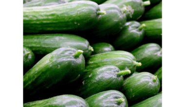 agurkai šiltnamis vaisių nesėkmė