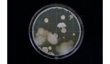 Prakeista grybų rūšis nužudė dešimt mokslininkų