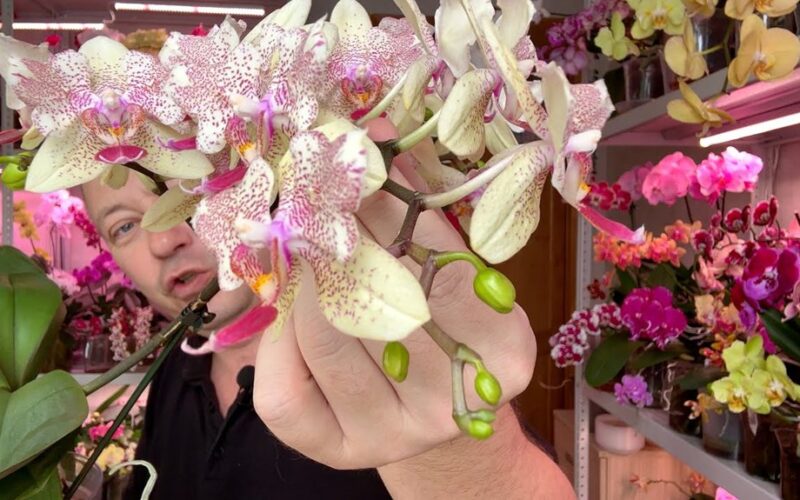 ištirpinkite vieną ampulę atgaivina augalus