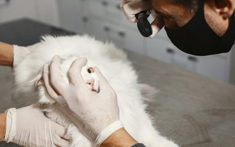 ar katės laiko pyktį