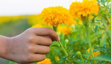 nedovanokite šių gėlių