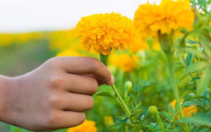 nedovanokite šių gėlių