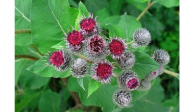 kranto alus nužudo kenkėjus