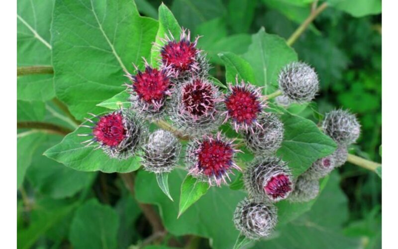 kranto alus nužudo kenkėjus