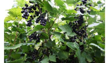 negenėkite juodųjų serbentų krūmų