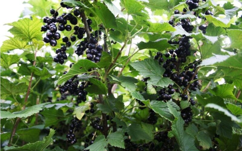 negenėkite juodųjų serbentų krūmų