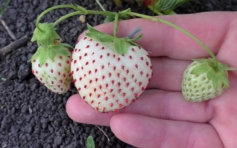 dviausiai saldžios baltos sodo braškės