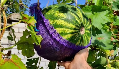 ankstyvojo sezono arbūzų auginimo sistema