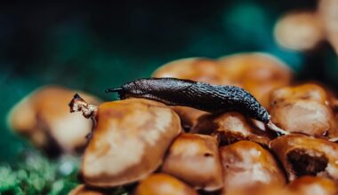 kiaušinių lukštai atbaido šliužus mitas