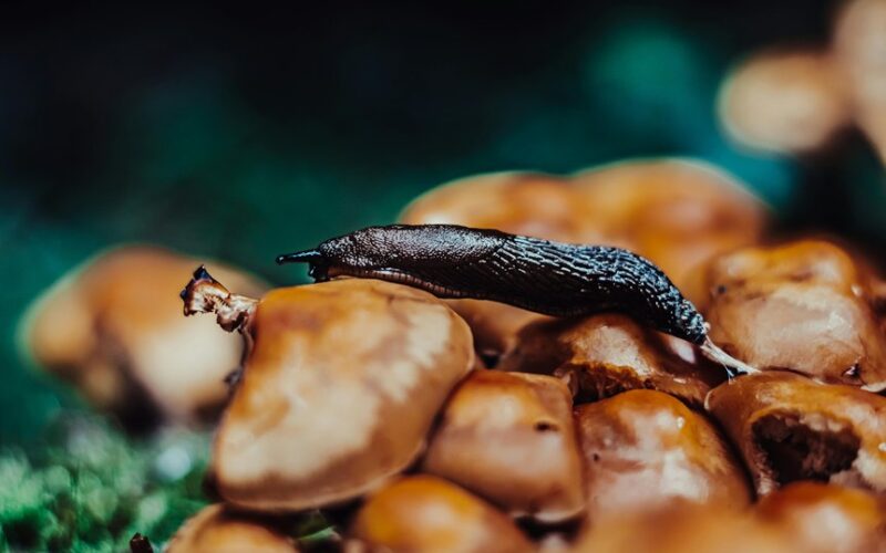 kiaušinių lukštai atbaido šliužus mitas