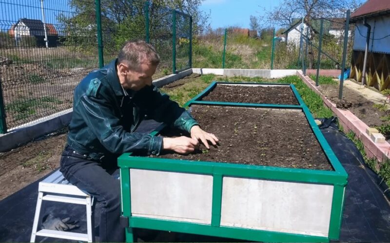 amžinų sodo lysvių idėja