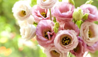 eustoma auginimas mano uošvė linguoja