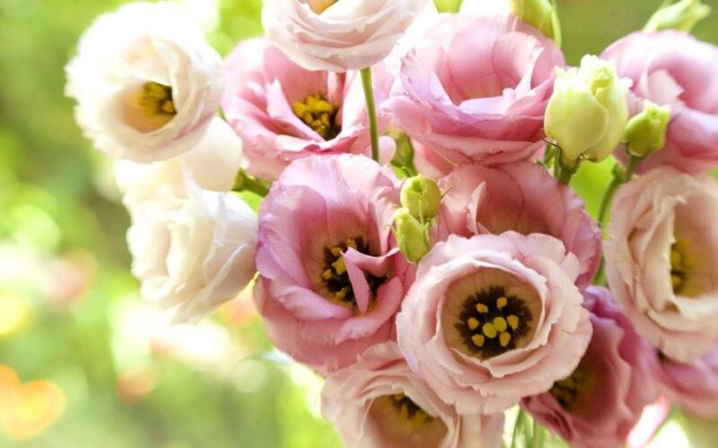 eustoma auginimas mano uošvė linguoja