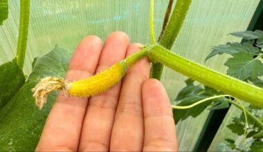 kiekviena agurko sėklapradė subręsta vaisiumi