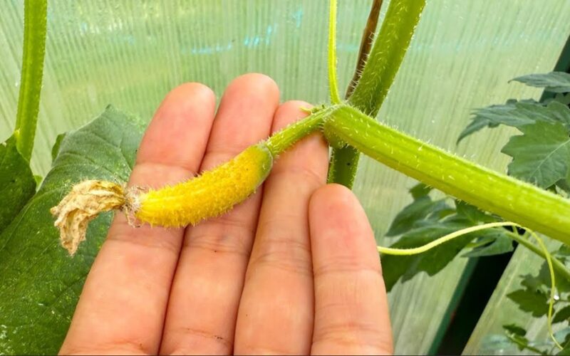 kiekviena agurko sėklapradė subręsta vaisiumi