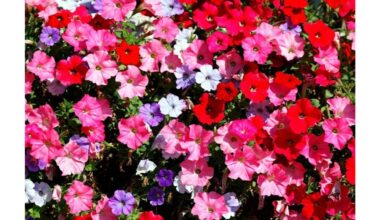 patyrę sodininkai atsisako petunijų