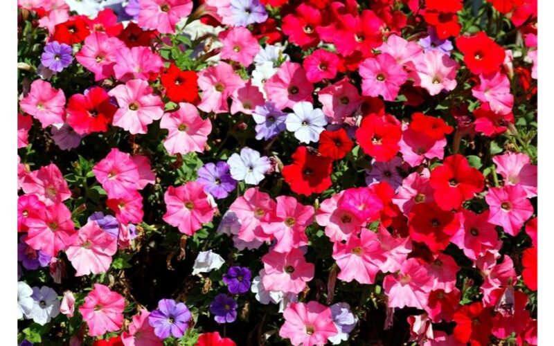 patyrę sodininkai atsisako petunijų