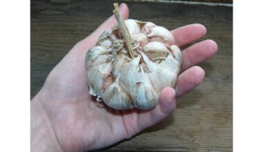 itin didelė bekvapė česnako veislė