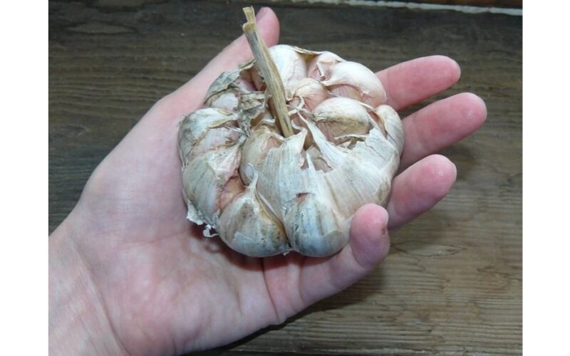 itin didelė bekvapė česnako veislė