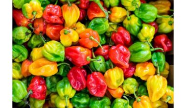 šerti paprikas ir baklažanus