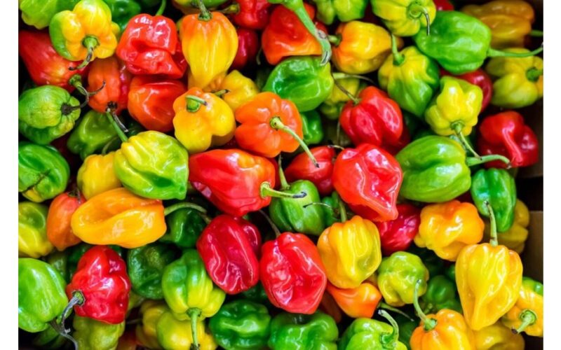 šerti paprikas ir baklažanus