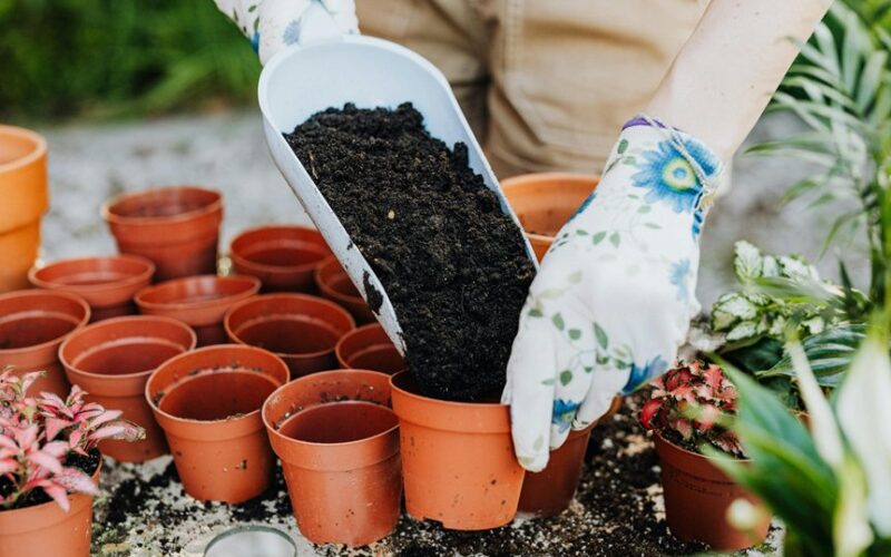 tręšti gėles soda